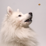 Mobility CBD Pet Treats - Image 6