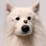 Omega CBD Pet Treats - Image 6