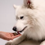 Calming CBD Pet Treats - Image 6