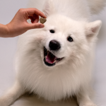 Allergy CBD Pet Treats - Image 5